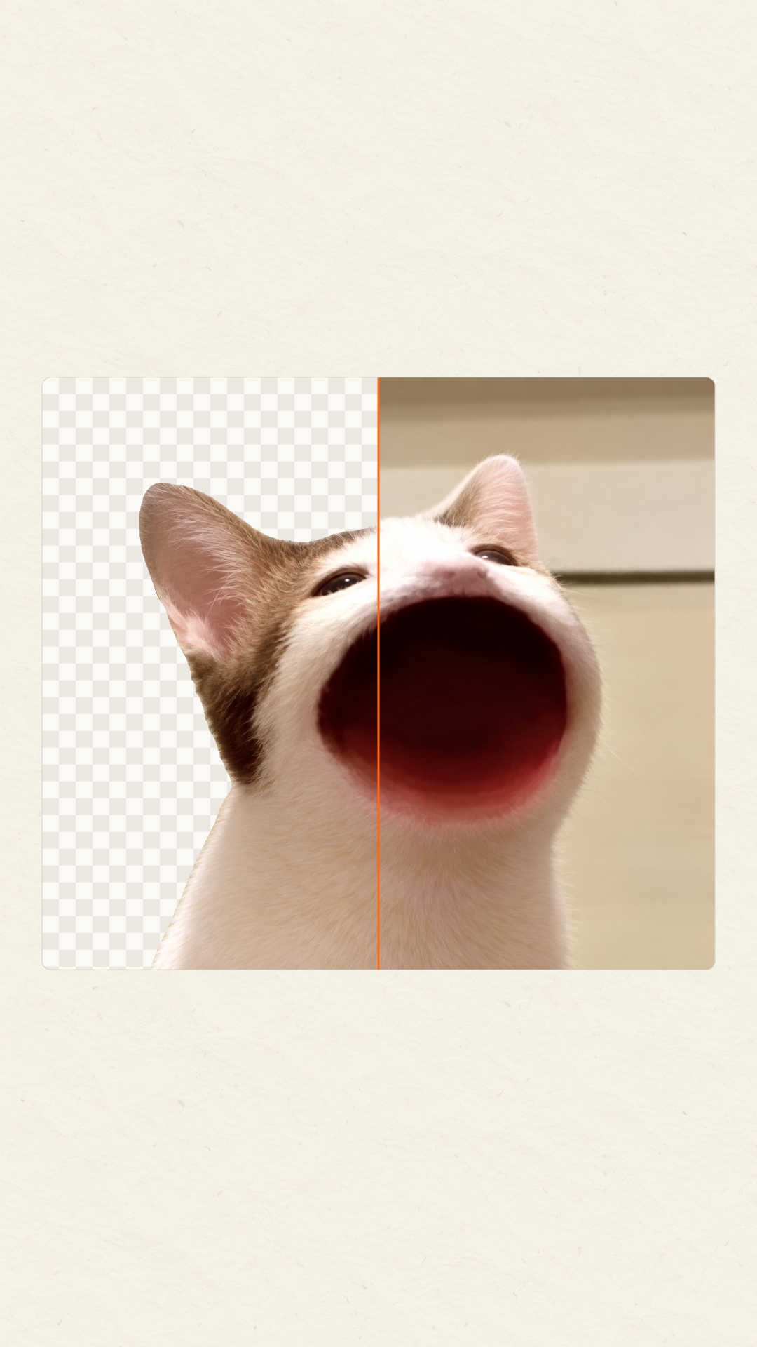 Cat image before and after background removal